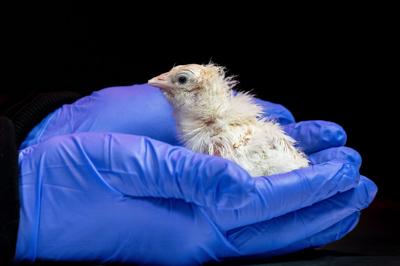 De-extinction Artificial Eggs