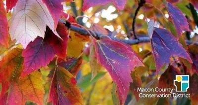 MCCD hosting Autumn Color Collage