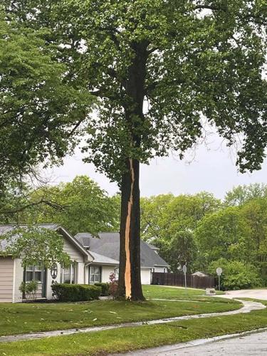 Springfield storm damage