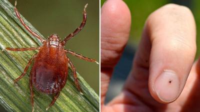 Asian longhorned tick