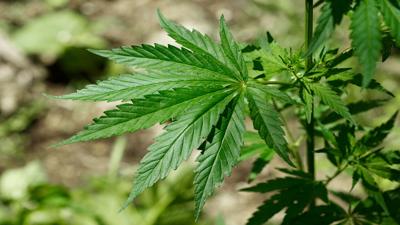 Marijuana Leaf (GG)