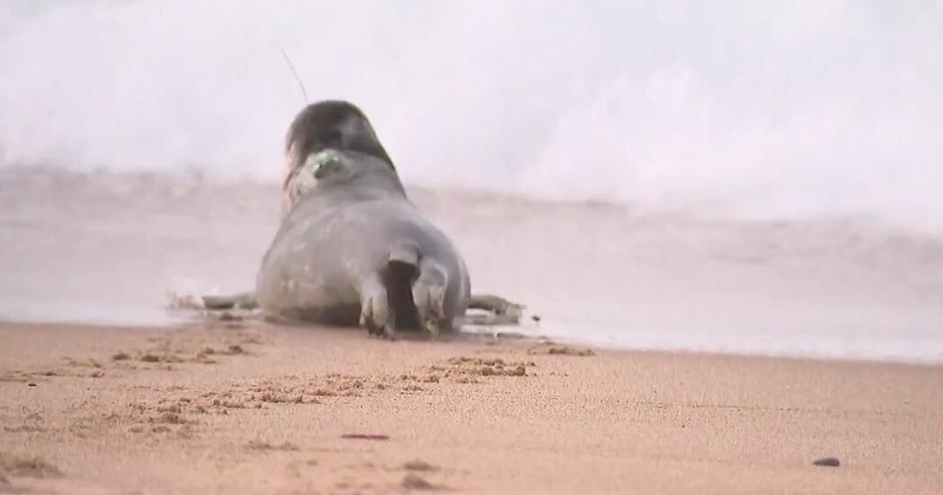 Seal released in Rhode Island