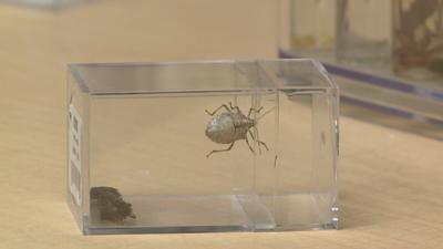 Summer season is the reason behind more stink bugs