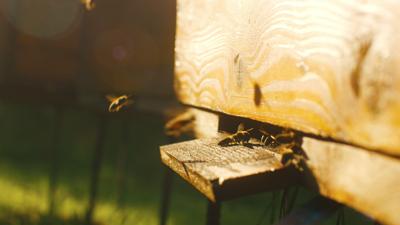 Honeybees