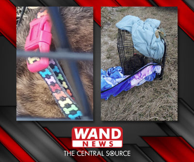 Dog Abandoned Sawyer Road - 1