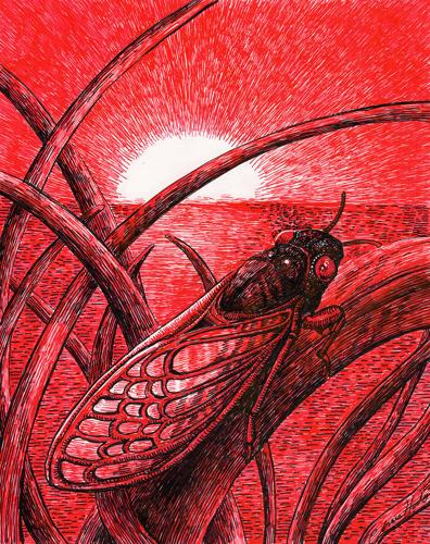 Dawn of the Cicada