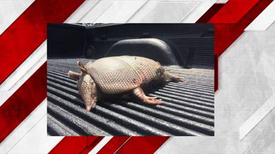 armadillo