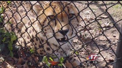 Scovill Zoo welcomes two Cheetah Brothers to the family