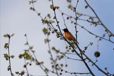 Baltimore Oriole
