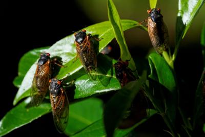 Cicadas on leaves