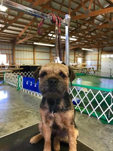 The Progress City dog show is back