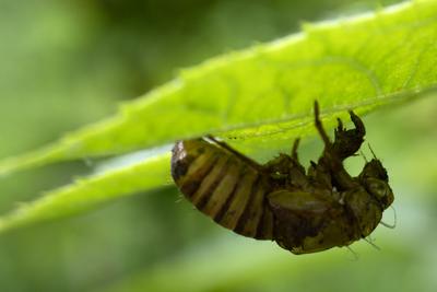 Rare Cicada llinois