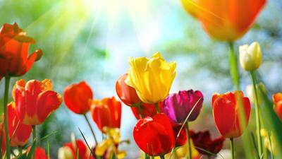 mothers_day_tulip (GG)