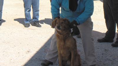 Buzz, Man's Best Friend