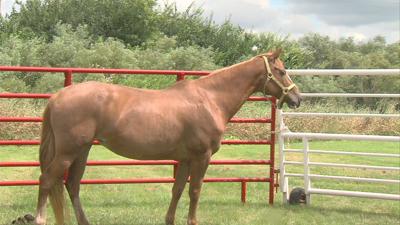 McLean County Animal Control Saved the Lives of Some Larger Animals, Now They Need Forever Homes