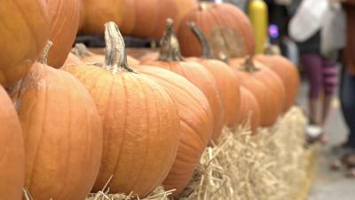pumpkins for sale