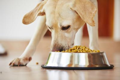 dog food