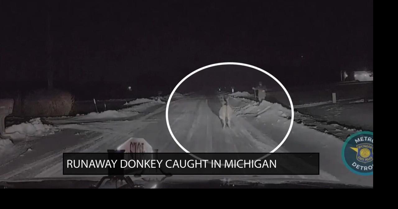 Runaway donkey caught in Michigan