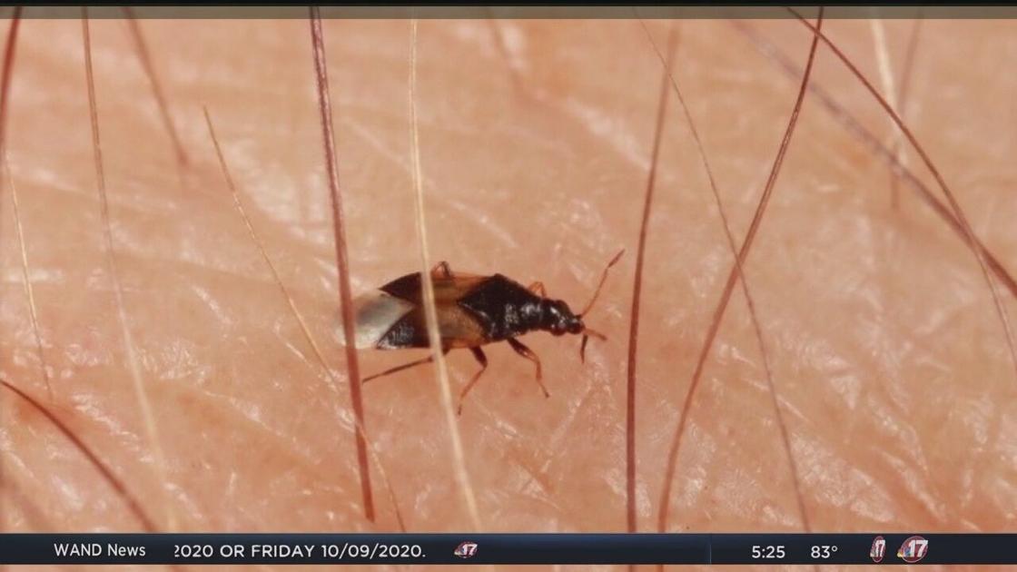 Biting fall bugs explained by expert Top Stories