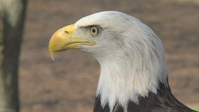 IDNR Investigating Death of Bald Eagle Near Lake Shelbyville