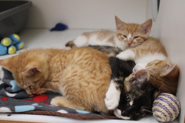 Kittens available at CCHS