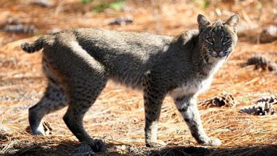 Illinois hunters kill 318 bobcats during 2017-2018 season