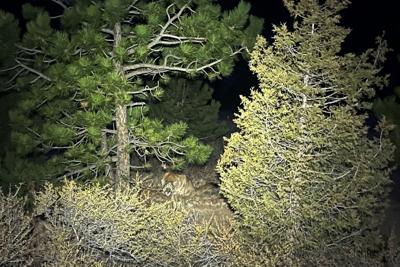 Colorado Mountain Lion Attack