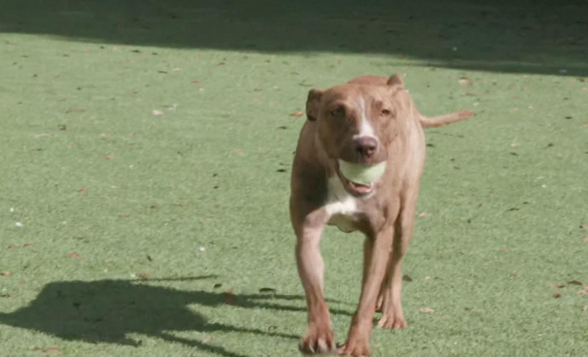 Miracle Dog Found Buried In Rubble Gets Forever Home Top