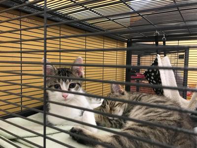 The Champaign County Humane Society is in need of donations