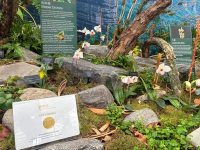 Orchid Conservation Chelsea exhibit