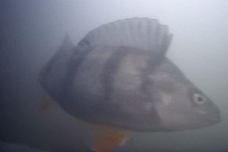 Netherlands Fish Doorbell