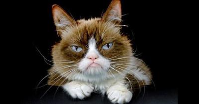 Ui Conducting Study Based On Cats Faces Top Stories Wandtv Com