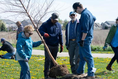 Tree planting to be held at Heritage Park in Champaign