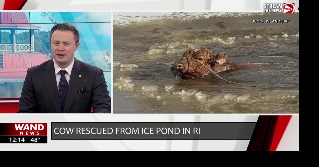 Cow rescued from icy pond in Rhode Island