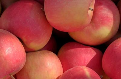 Washington State University seeks name for new apple variety