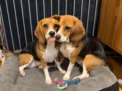 Gene-Edited Hypoallergenic Dogs