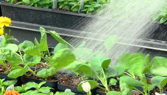 Central A&M FFA Plant Sale