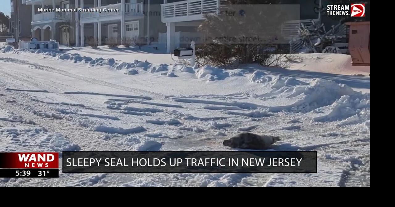 Sleepy seal pup holds up traffic in New Jersey