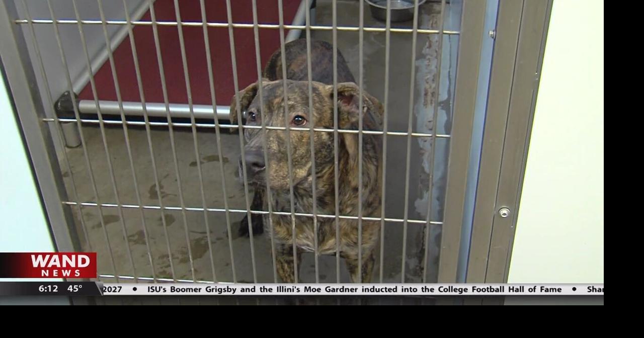 Sangamon County Animal Control making improvements to facility Top