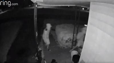 Chestnut St Pana robbery