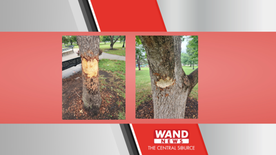 Trees damaged in Champaign park