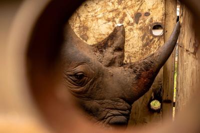 Uganda Rhino Translocation