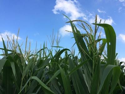 USDA issues weekly crop report