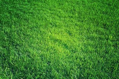 Green lawn, Grass