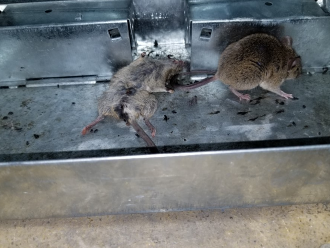 Kroger infestation 8.PNG