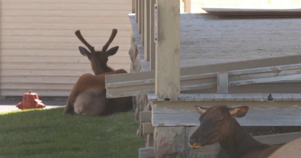 Human Presence Dramatically Alters Animal Behavior-New Study Reveals Startling Effects