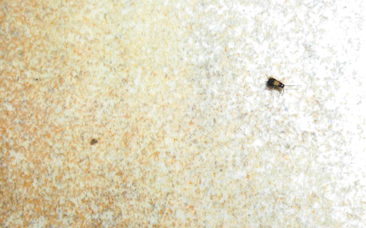 Subway Health Department Inspection Sept. 2024 5.PNG