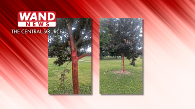 Trees vandalized in Champaign parks