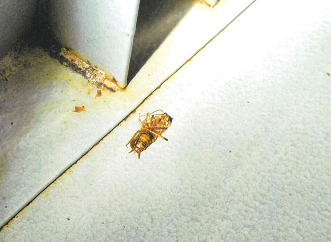 Subway Health Department Inspection Sept. 2024 3.PNG