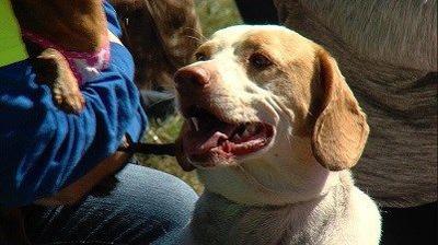 New Dog Park Securing Safety for Canine Community